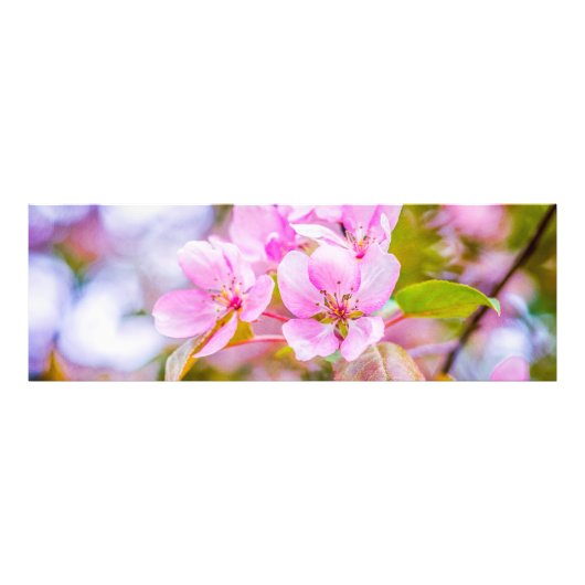 Roze Apple Blossom Foto Afdruk (Voorkant)