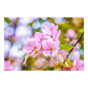 Roze Apple Blossom Foto Afdruk