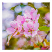 Roze Apple Blossom Poster (Voorkant)
