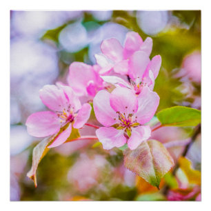 Roze Apple Blossom Poster
