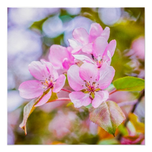 Roze Apple Blossom Poster (Voorkant)
