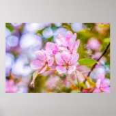 Roze Apple Blossom Poster (Voorkant)