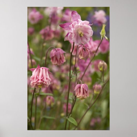 Roze aquilegia ... poster (Voorkant)