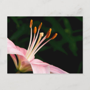 Roze assiatische Lily Briefkaart