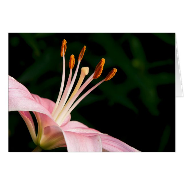 Roze assiatische Lily Closeup (Voorkant Horizontaal)