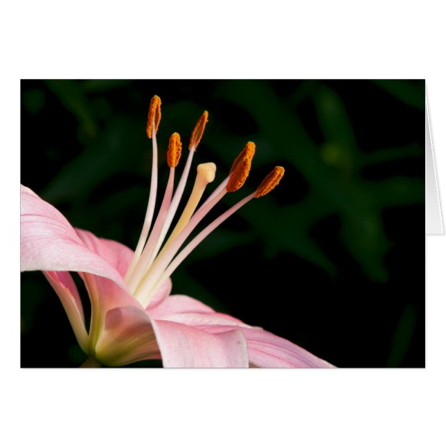 Roze assiatische Lily Closeup (Voorkant Horizontaal)