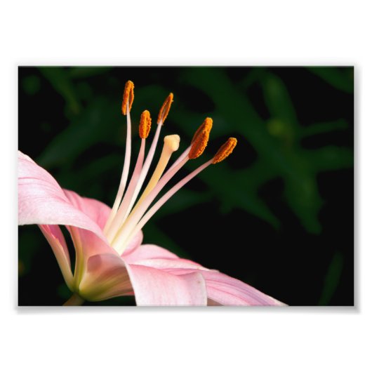 Roze assiatische Lily Closeup Foto Afdruk (Voorkant)