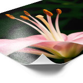 Roze assiatische Lily Closeup Foto Afdruk (Hoek)