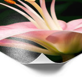 Roze assiatische Lily Closeup Foto Afdruk (Hoek)