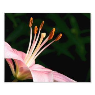 Roze assiatische Lily Closeup Foto Afdruk