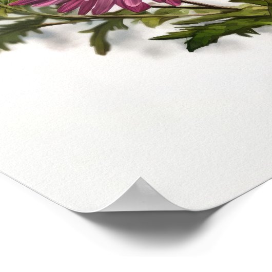 Roze Aster Bloem Art Print Poster (Hoek)