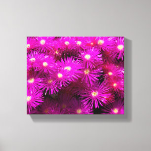 Roze aster Flowers Canvas Afdruk