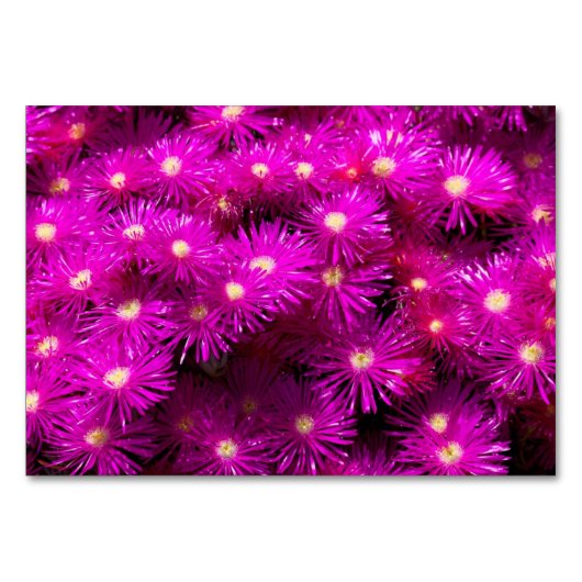 Roze aster Flowers Kaart (Voorkant)
