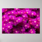 Roze aster Flowers Poster (Voorkant)
