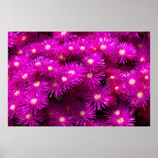 Roze aster Flowers Poster (Voorkant)