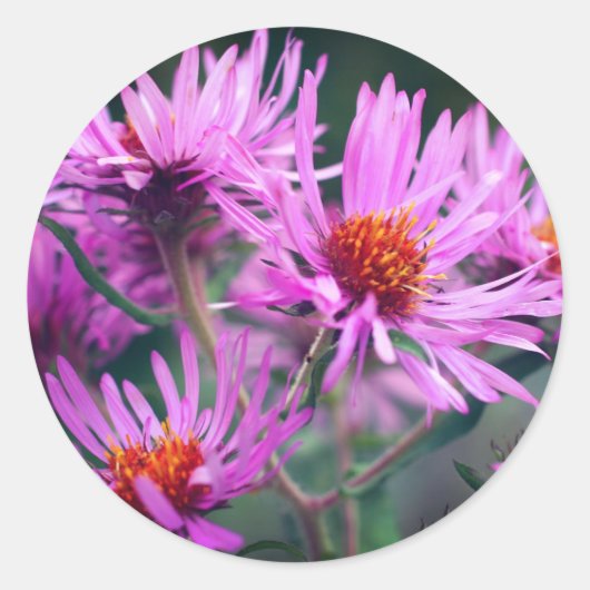 Roze aster Flowers Ronde Sticker (Voorkant)