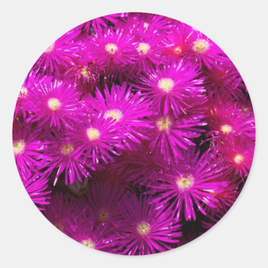 Roze aster Flowers Ronde Sticker (Voorkant)