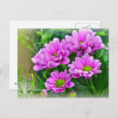 Roze asters briefkaart (Voorkant / Achterkant)