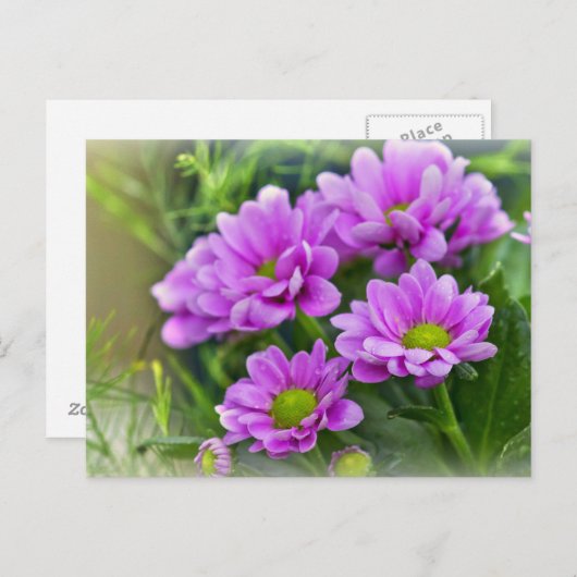 Roze asters briefkaart (Voorkant / Achterkant)
