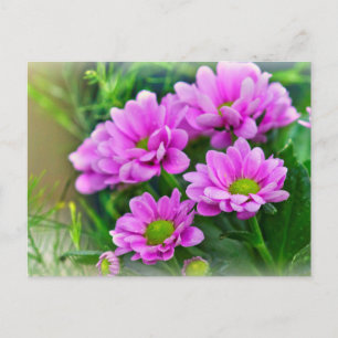 Roze asters briefkaart