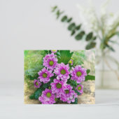 Roze asters briefkaart (Staand voorkant)