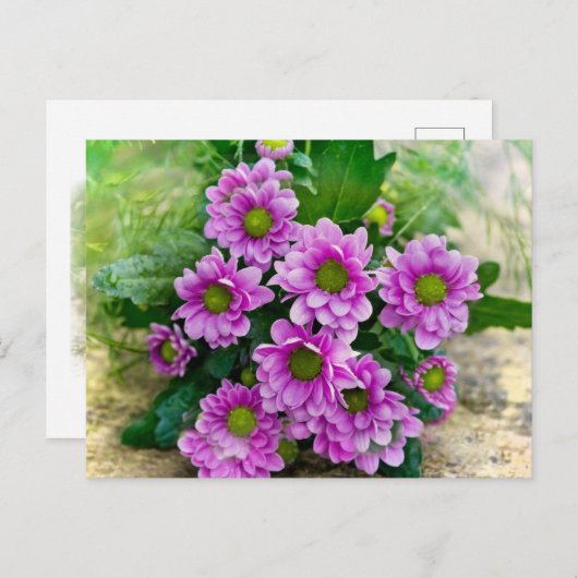 Roze asters briefkaart (Voorkant / Achterkant)