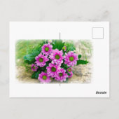 Roze asters briefkaart (Achterkant)