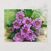 Roze asters briefkaart (Voorkant)