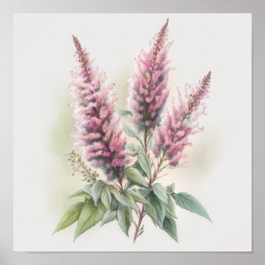 Roze Astilbe Bloem Kunstprint Poster (Voorkant)