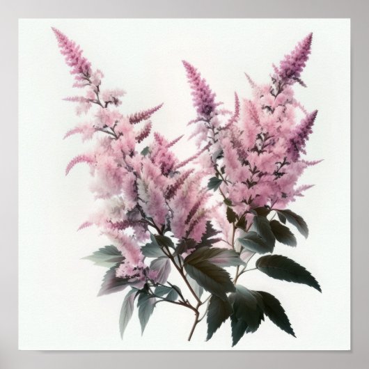 Roze Astilbe Flower Art Print Poster (Voorkant)