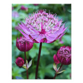 Roze Astrantia Bloei Bloem Foto Afdruk (Voorkant)