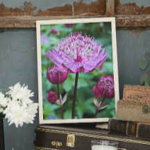 Roze Astrantia Bloei Bloem