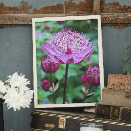 Roze Astrantia Bloei Bloem Foto Afdruk