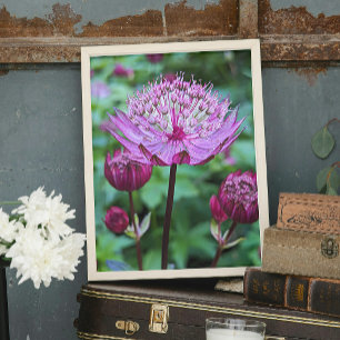 Roze Astrantia Bloei Bloem Foto Afdruk