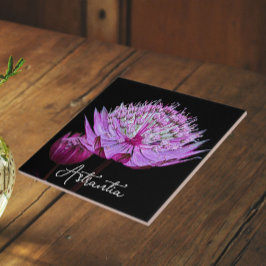 Roze Astrantia Bloem op Zwarte Achtergrond Bloem Tegeltje