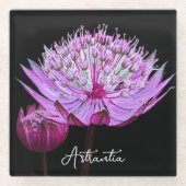 Roze Astrantia Bloem op Zwarte Bloem Glazen Onderzetter (Voorkant)