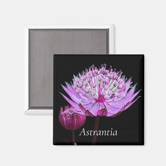 Roze Astrantia Bloem op Zwarte Bloem Magneet (Voorkant / Achterkant)