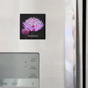 Roze Astrantia Bloem op Zwarte Bloem Magneet