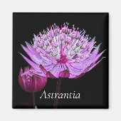 Roze Astrantia Bloem op Zwarte Bloemen Magneet (Voorkant)