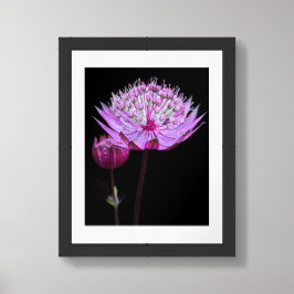 Roze Astrantia Bloem op Zwarte Bloemen Poster