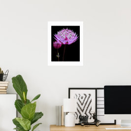 Roze Astrantia Bloem op Zwarte Bloemen Poster