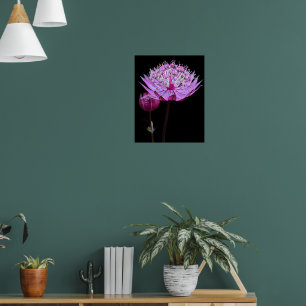 Roze Astrantia Bloem op Zwarte Bloemen Poster