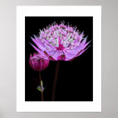 Roze Astrantia Bloem op Zwarte Bloemen Poster (Voorkant)