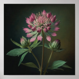 Roze Astrantia Bloemenkunst Print Poster