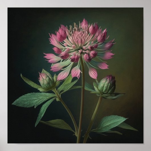Roze Astrantia Bloemenkunst Print Poster (Voorkant)