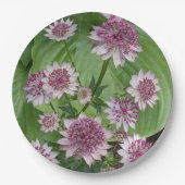 Roze Astrantia Bloesem Bloem Papieren Bordje (Voorkant)