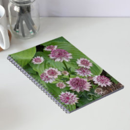 Roze Astrantia Bloesem Bloemen Notitieboek