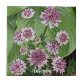 Roze Astrantia Bloesems Bloemstuk Tegeltje (Voorkant)