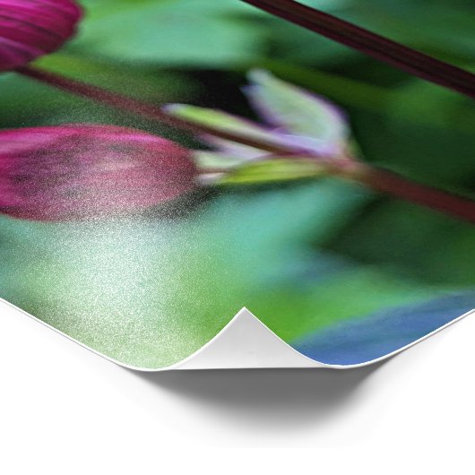 Roze Astrantia Bloom Bloemen Foto Afdruk (Hoek)