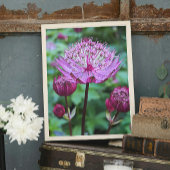 Roze Astrantia Bloom Bloemen Foto Afdruk